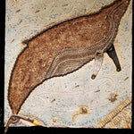 Humpback