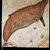 Humpback